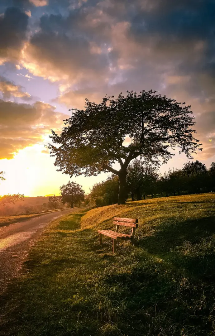 white wooden bench on green grass field during daytime